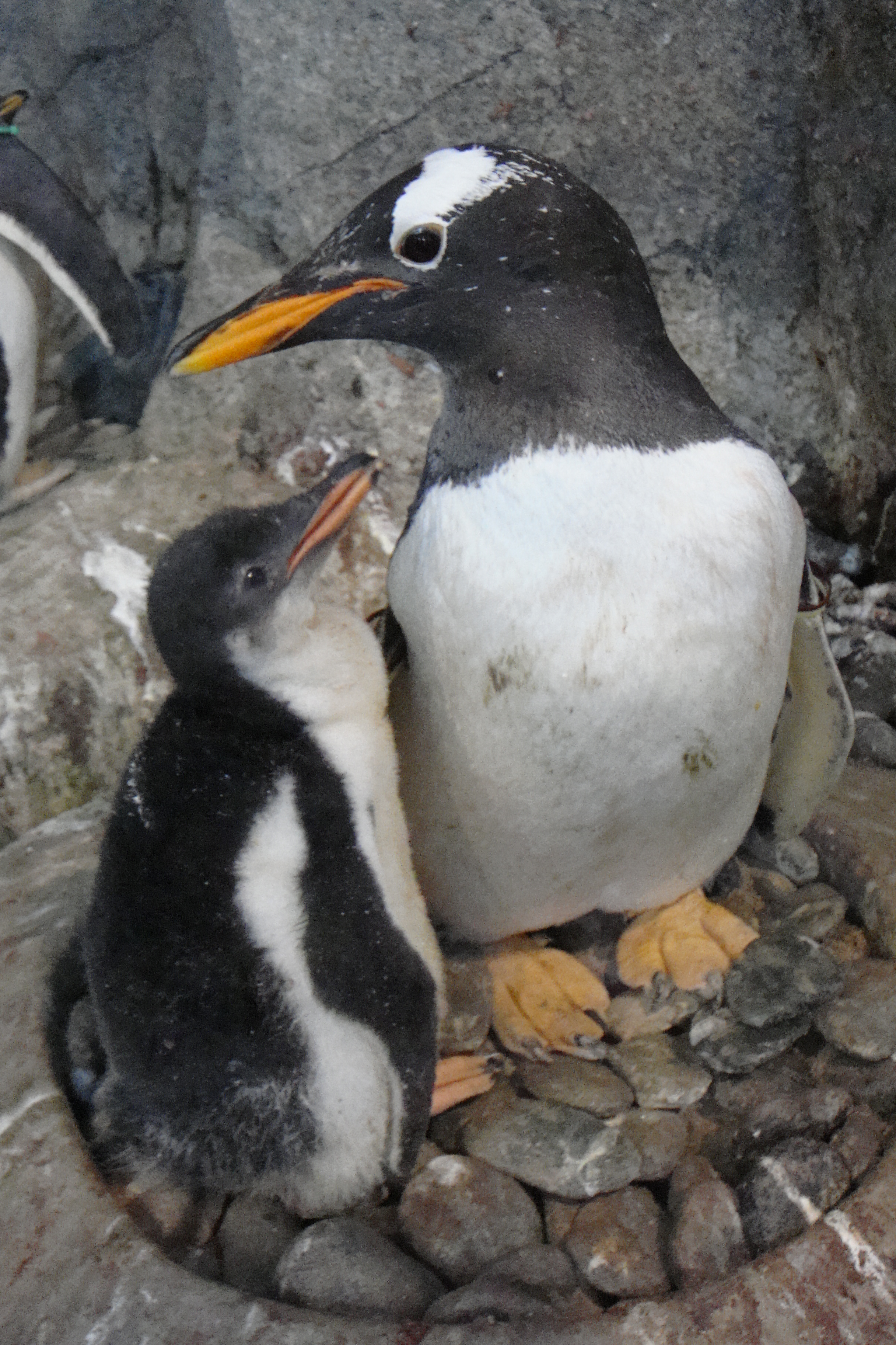 長崎ペンギン水族館のペンギン親子