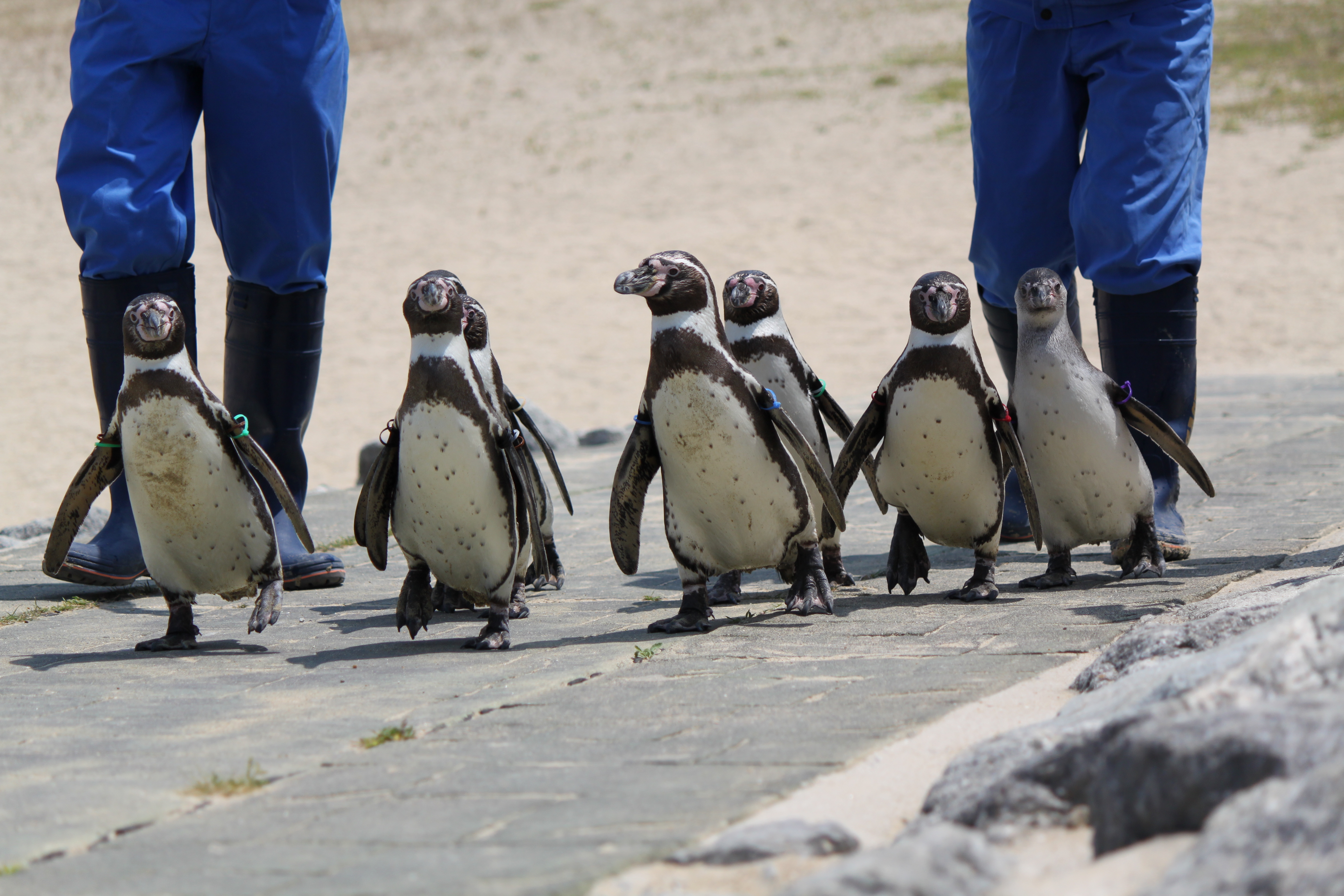 ペンギン水族館ブログ フンボルトペンギンのヨチヨチお散歩 開始