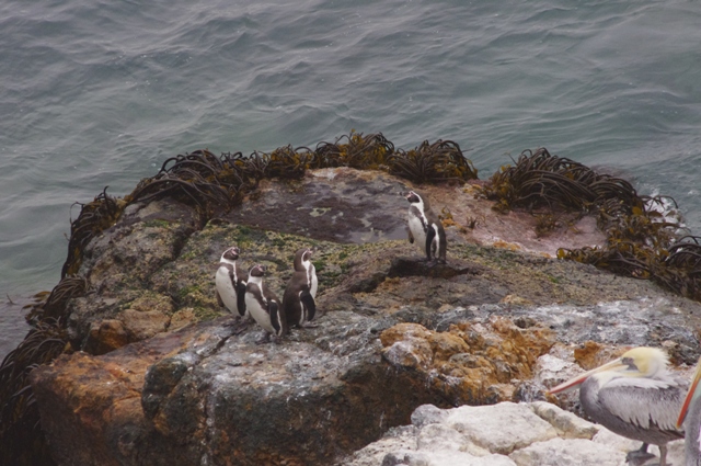ペンギン水族館ブログ 第112回 飼育係のこぼれ話 フンボルトペンギンの野生の姿
