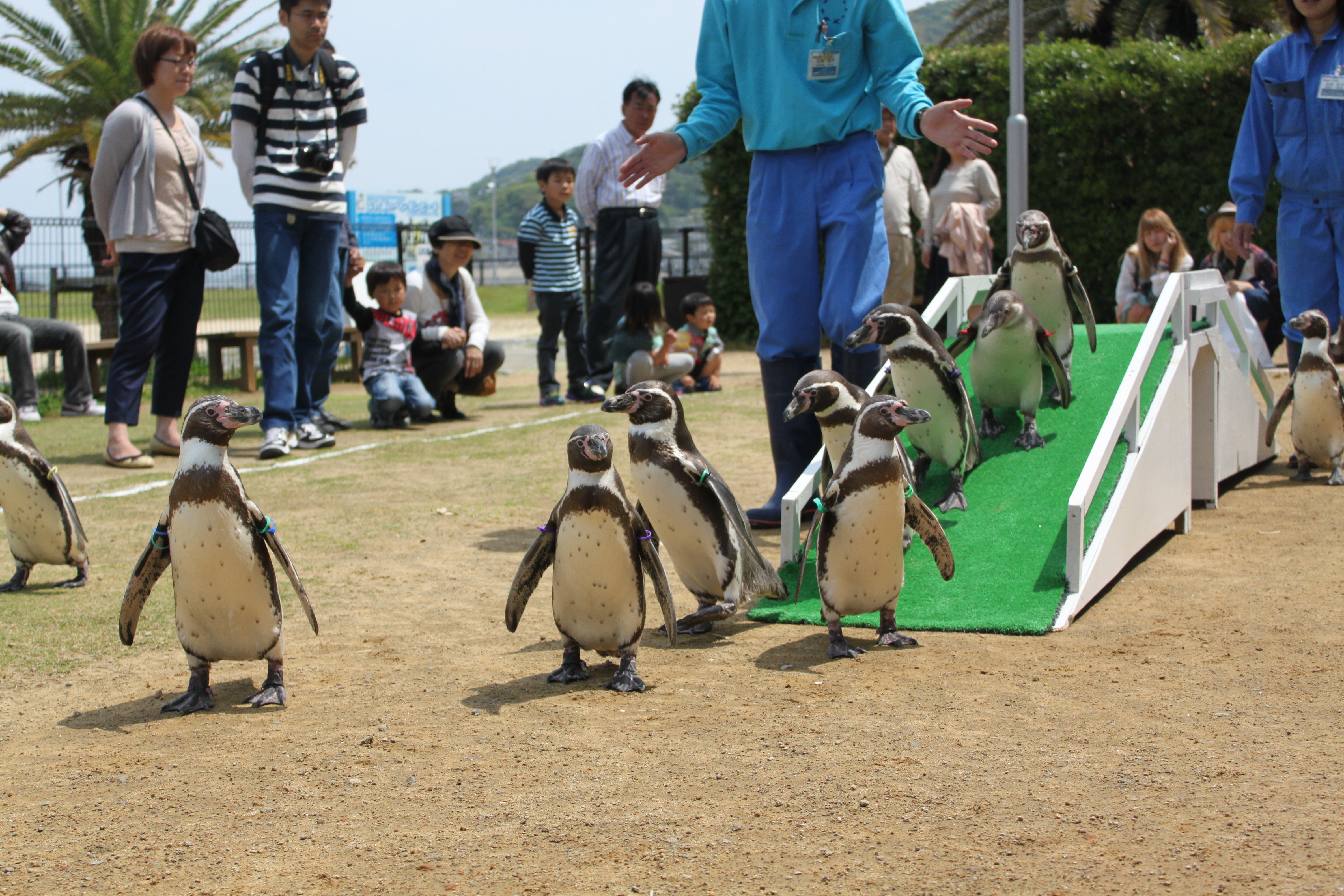 長崎ペンギン水族館のフンボルトペンギンのヨチヨチお散歩