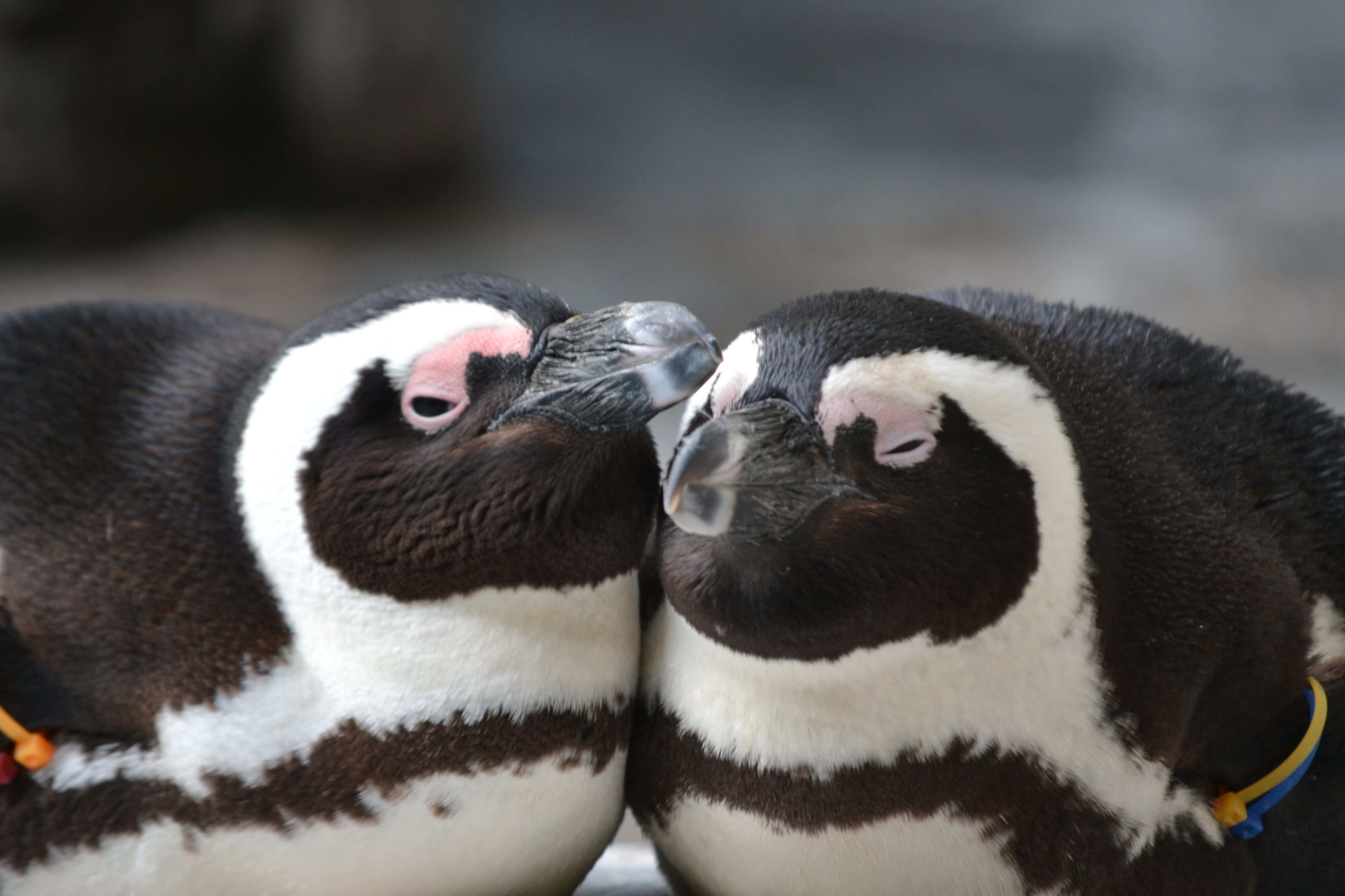 ペンギン水族館ブログ 第133回 飼育係こぼれ話 ペンギンの恋愛事情