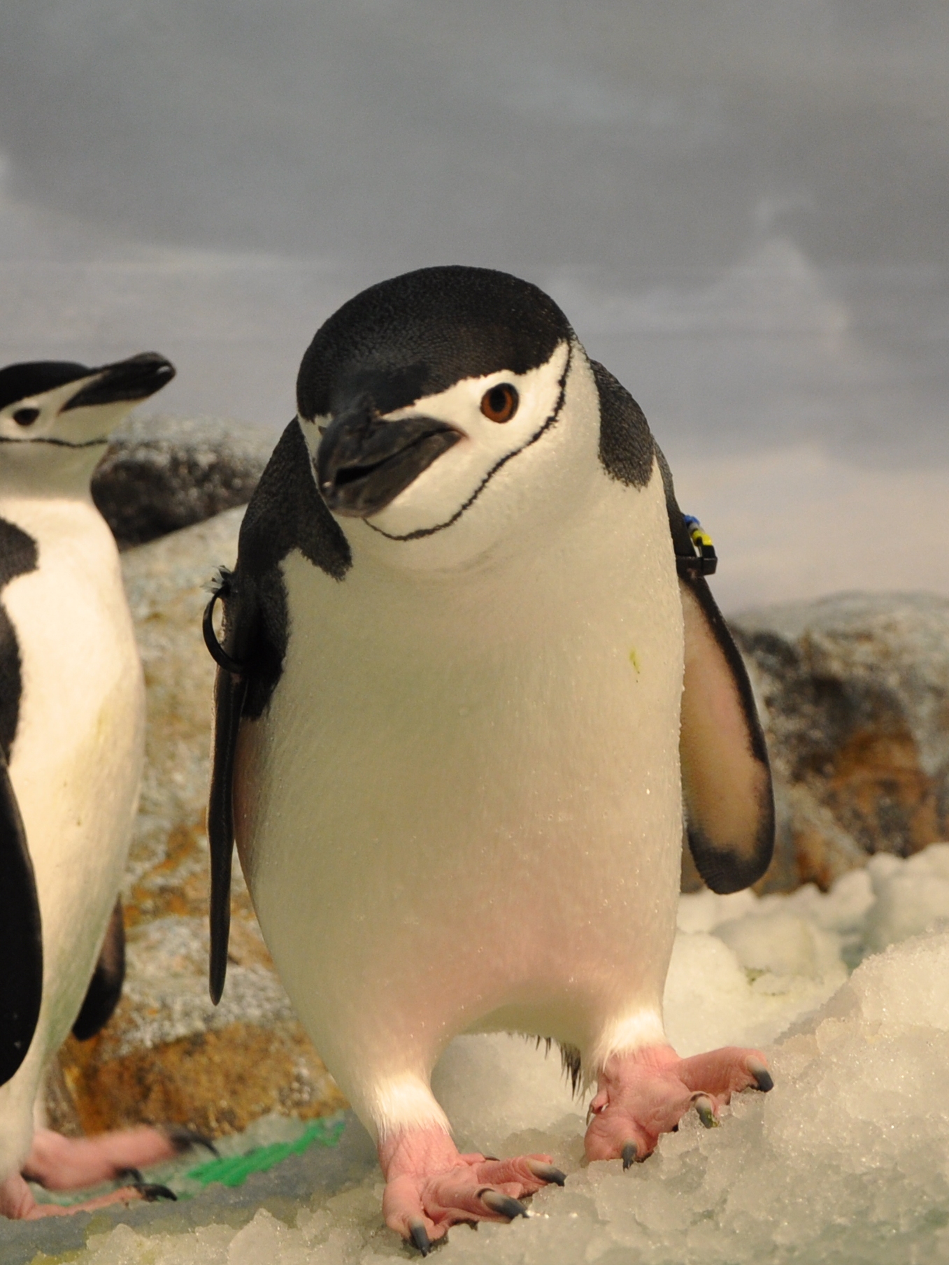 ヒゲペンギン7羽が仲間入りします！ | ペンギン水族館ブログ