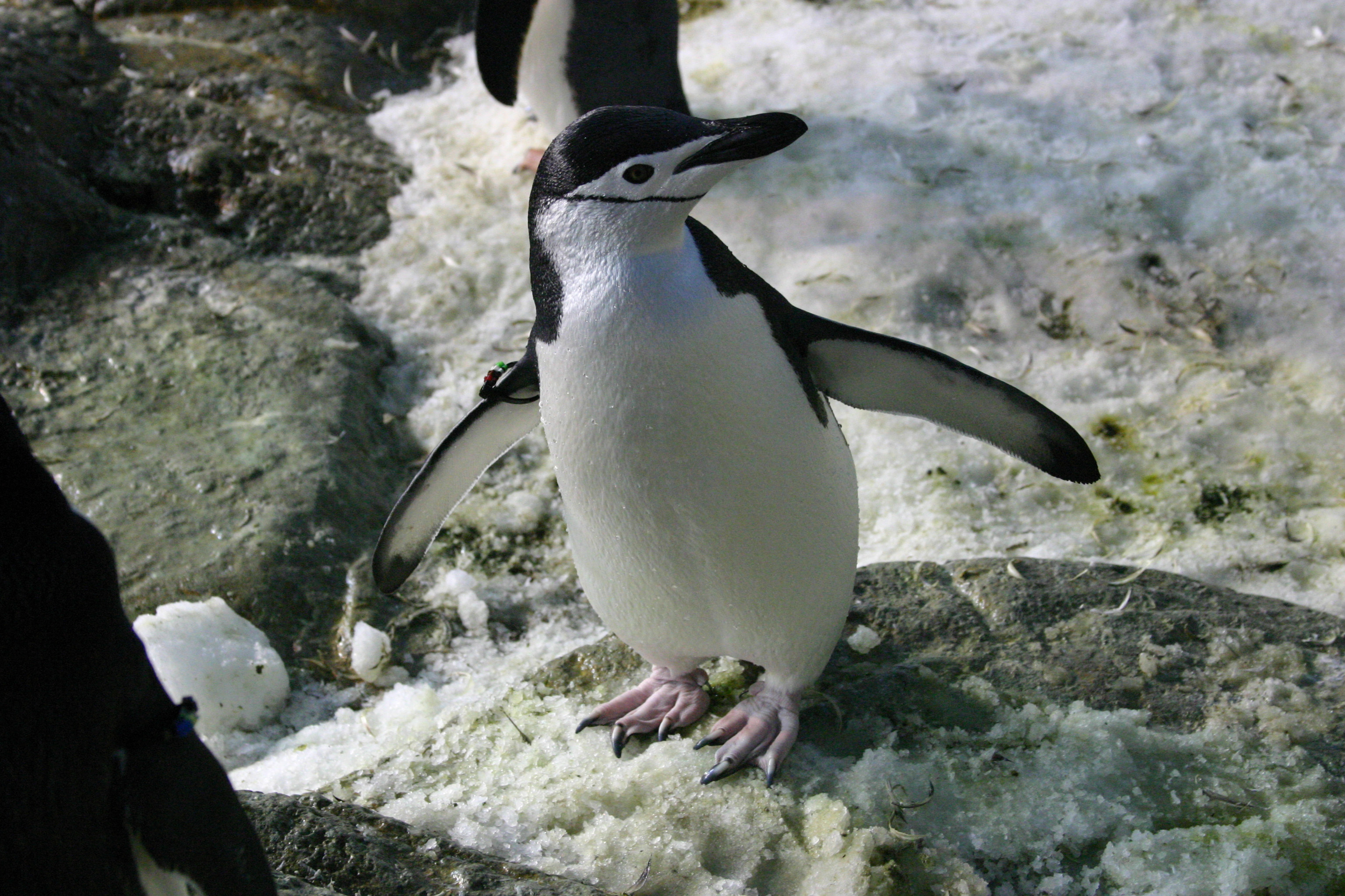 ヒゲペンギン7羽が仲間入りします！ | ペンギン水族館ブログ