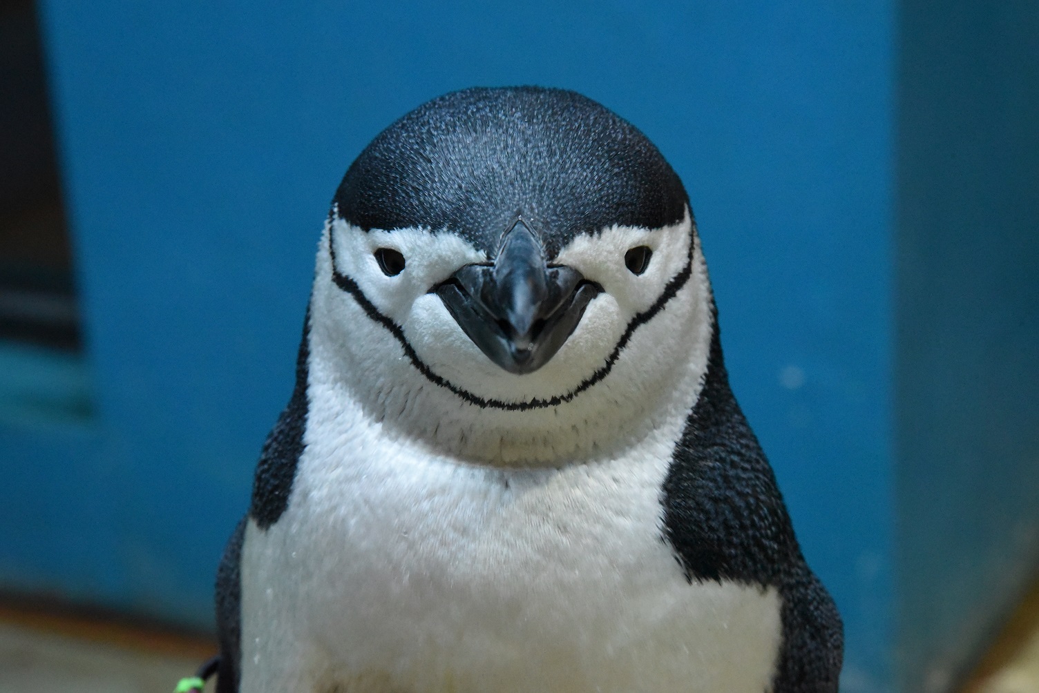 ペンギン水族館ブログ