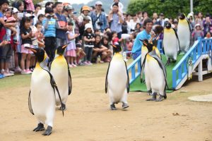 キングペンギンのパレード