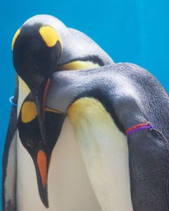 長崎ペンギン水族館 第15回フォトコンテスト大賞