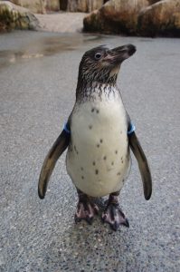 ペンギン水族館ブログ ペンギンの幼鳥を探してみよう