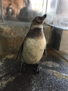 ペンギン水族館ブログ フンボルトペンギン ケープペンギン 換羽の季節